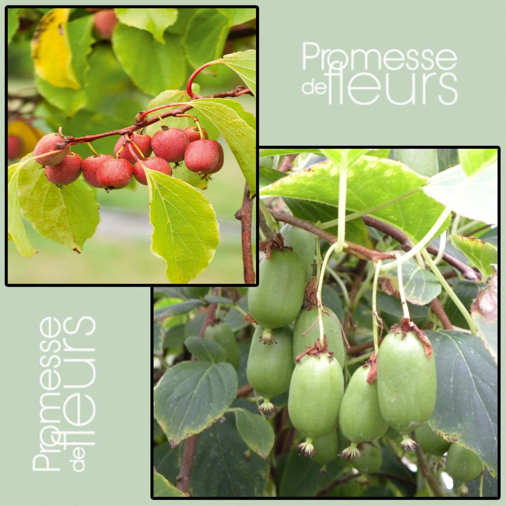  Duo Kiwi De Sibérie 'Ken's Red' (femelle) + 'Issai' (pollinisateur)