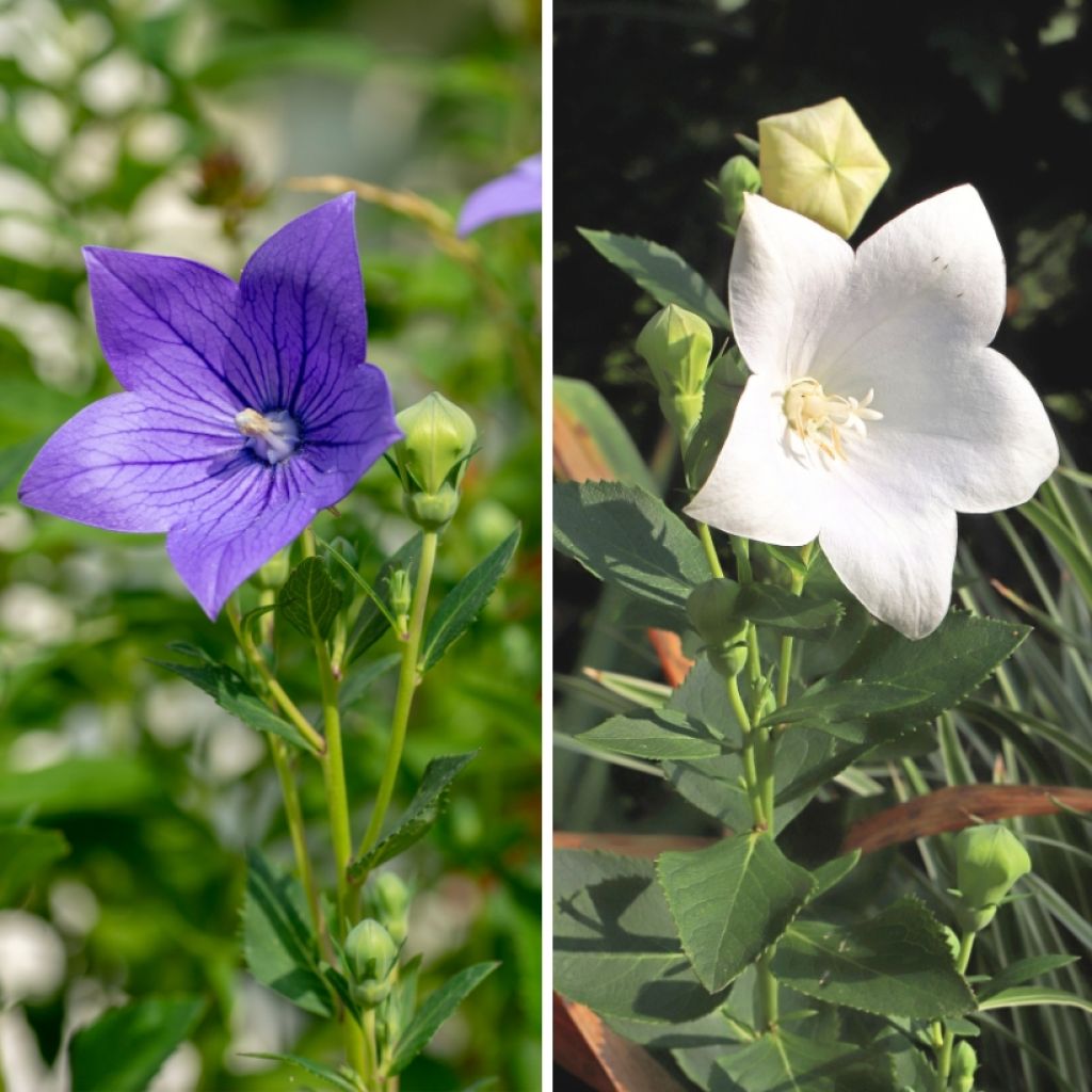  Duo Platycodons Blanc Et Bleu
