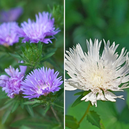  Duo Stokesias