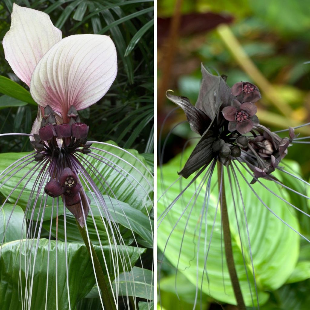  Duo Taccas - Fleurs Chauve-souris