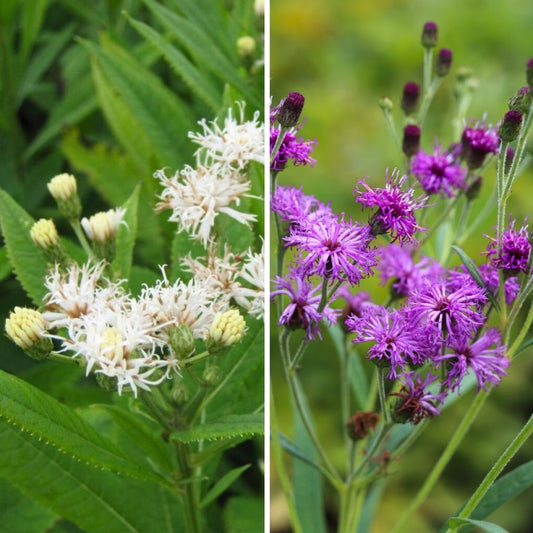  Duo Vernonias Crinitas