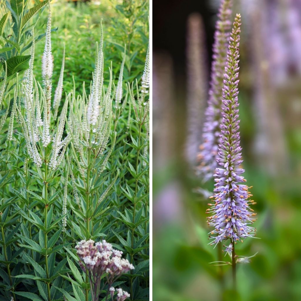  Duo Veronicastrum