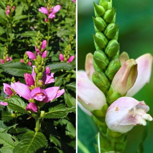  Duo Chelones Blanc Et Rose