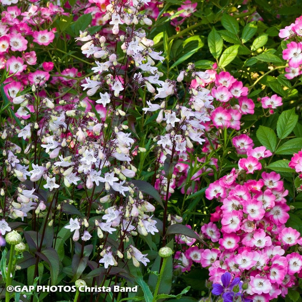  Duo Nature - Duo De Rosier Et Penstemons