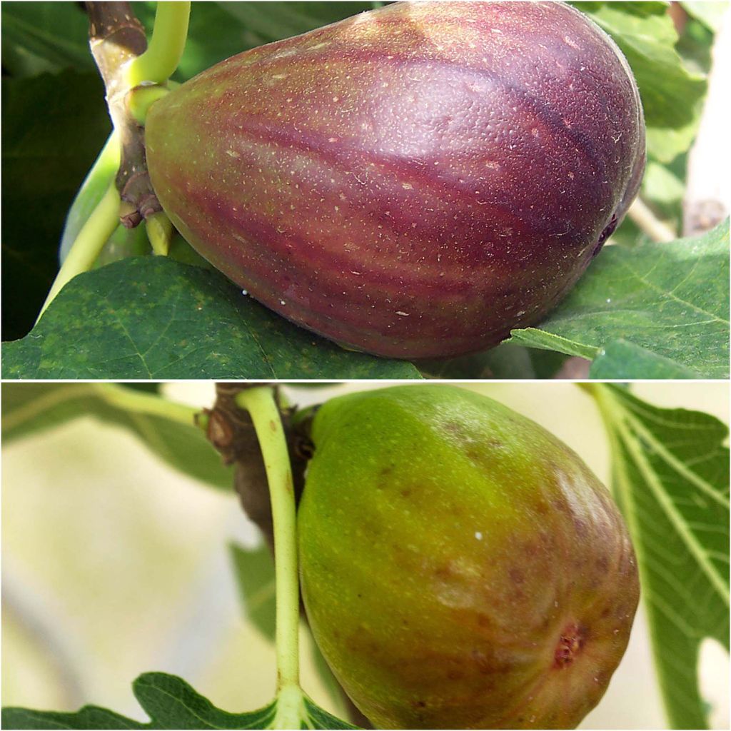  Duo De Figuiers Brown Turkey Rouge Et Goutte D'Or Blanc