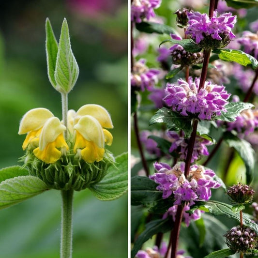  Duo De Phlomis