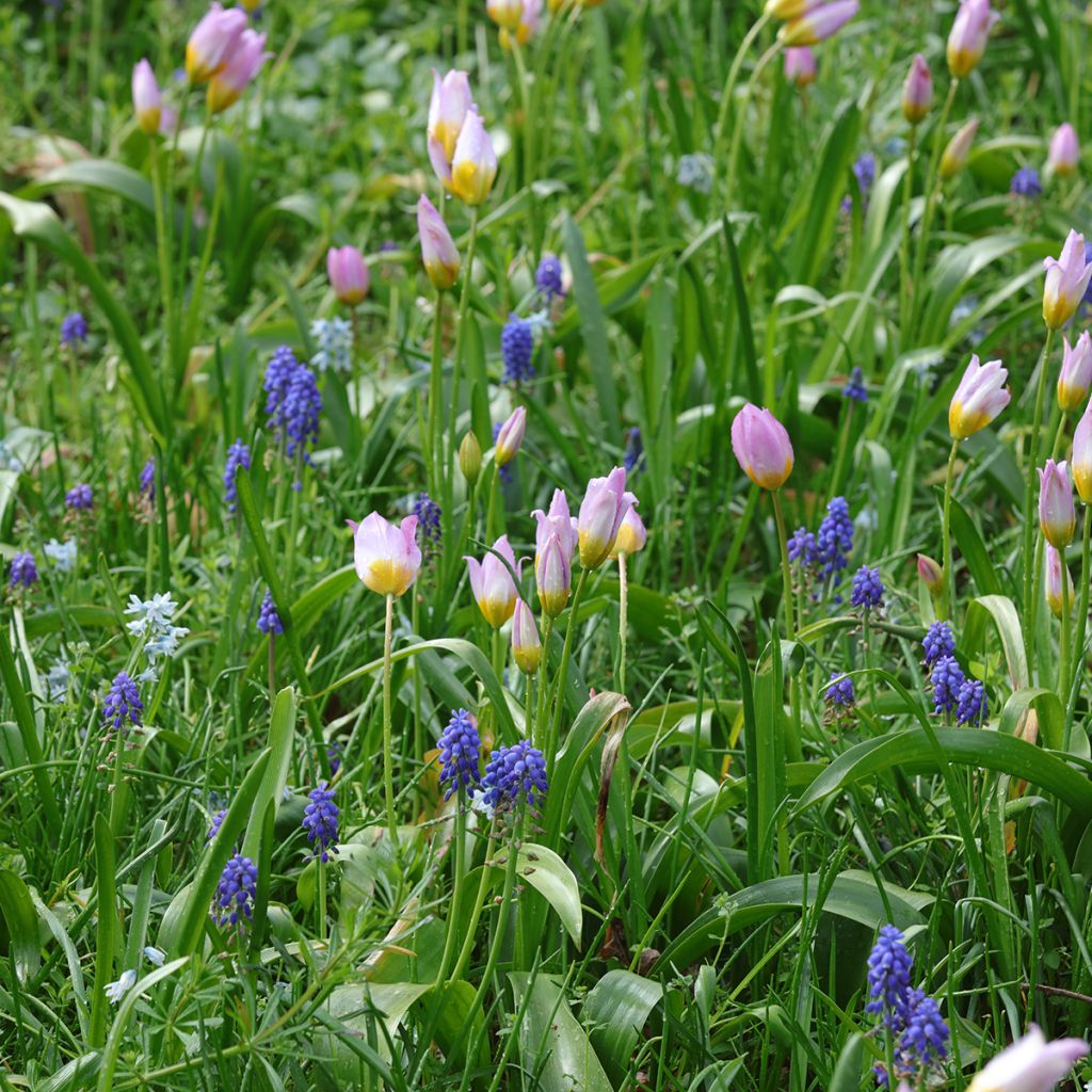  Duo Petits Bulbes à Naturaliser Pour Le Soleil Rose Et Bleu