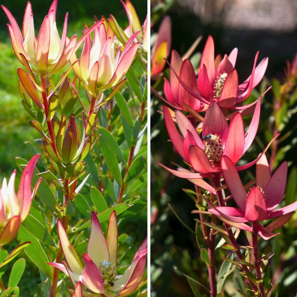  Duo Leucadendrons