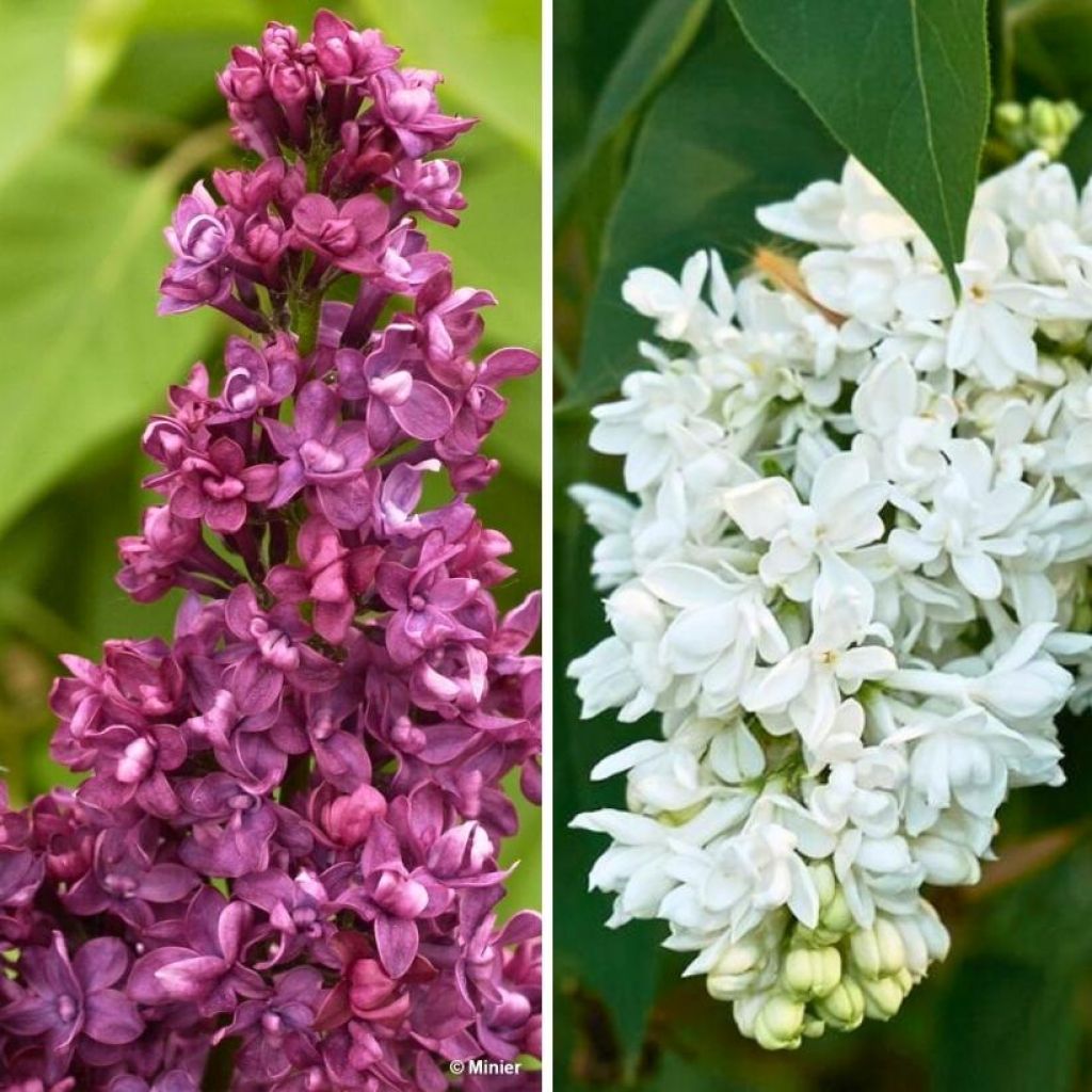  Duo Lilas à Fleurs Doubles