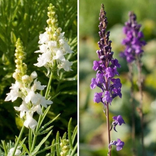  Duo Linaires Blanc Bleu