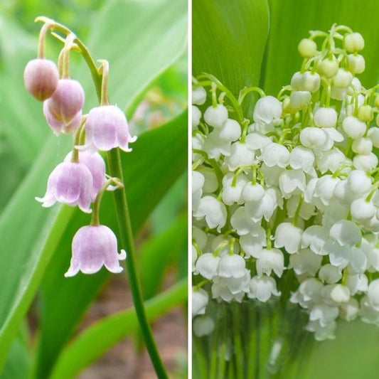  Duo Muguets Rose Et Blanc