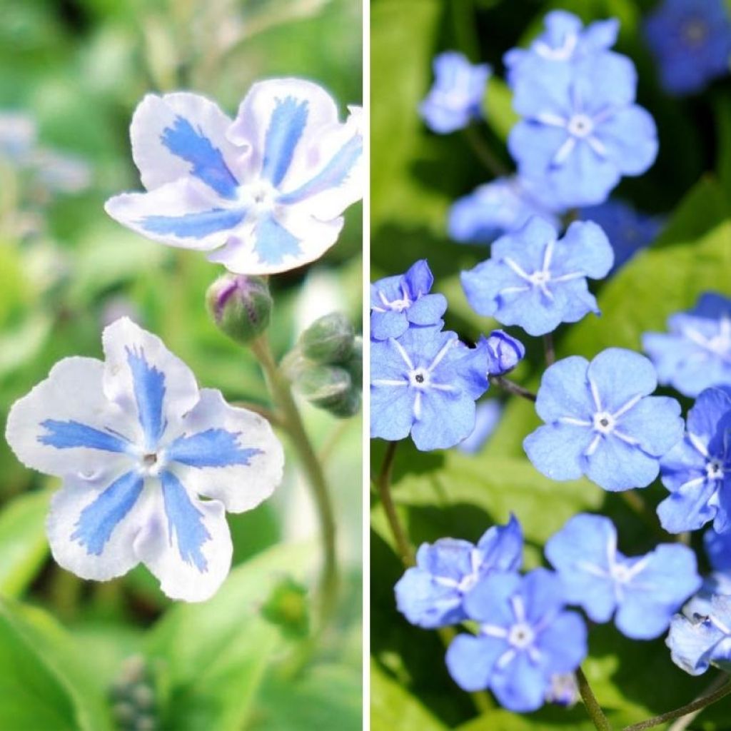  Duo Omphalodes