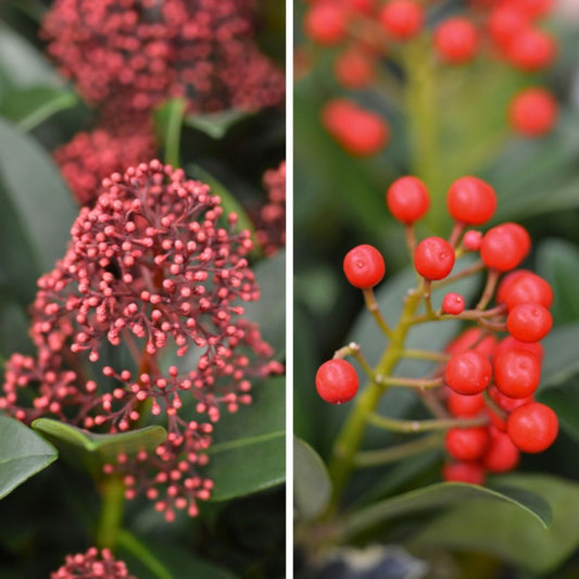  Duo Skimmias (mâle Et Femelle)