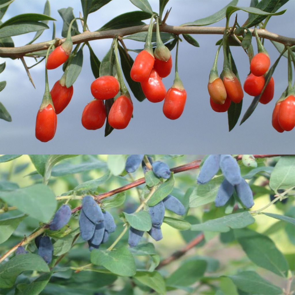  Duo Vitaminé : Goji + Baie De Mai
