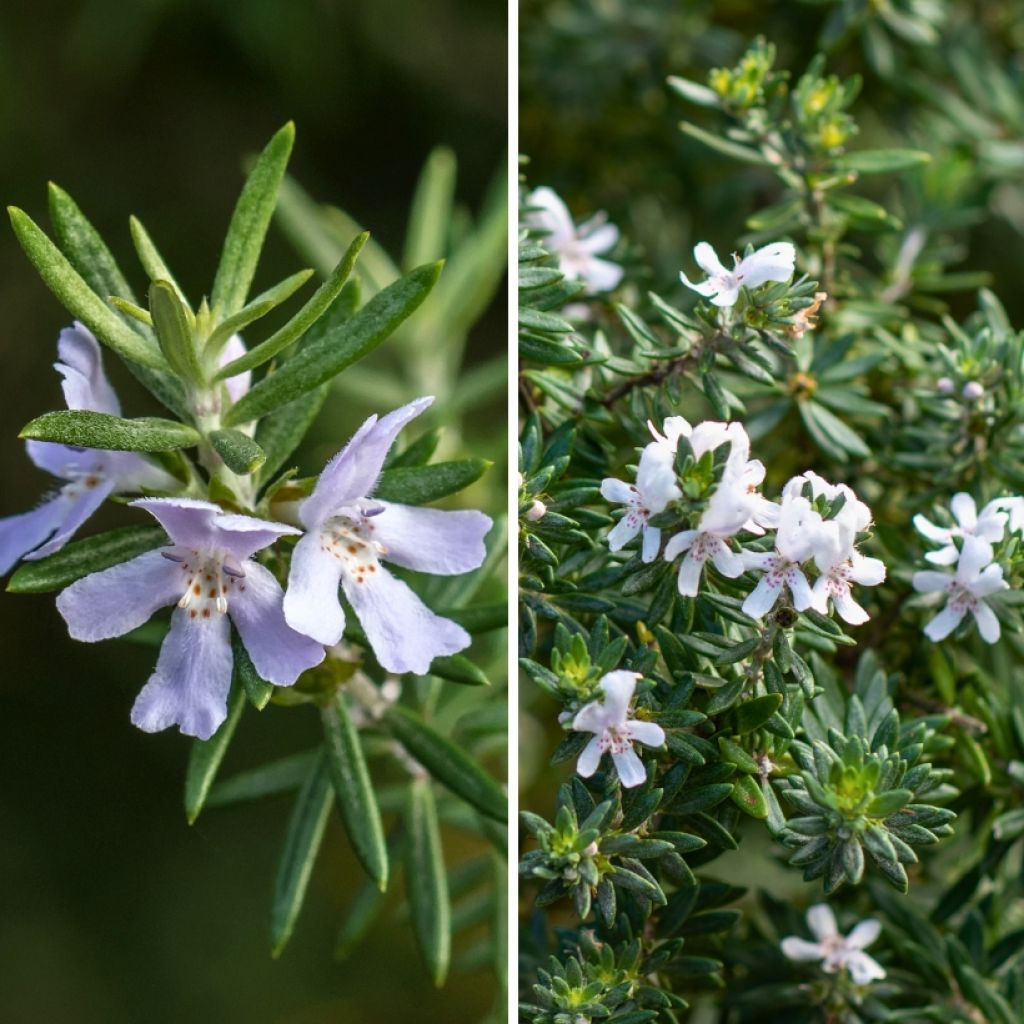  Duo Westringias - Romarins D'Australie Pour Rocaille Méditerranéenne