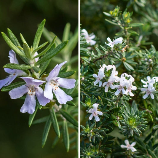  Duo Westringias - Romarins D'Australie Pour Rocaille Méditerranéenne