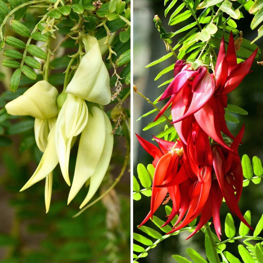  Duo Clianthus Pour Massif Exotique