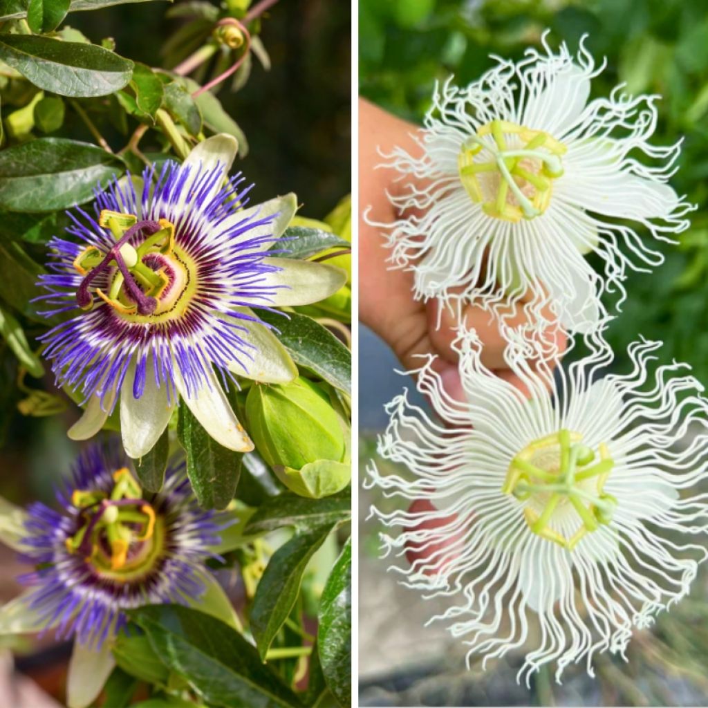  Duo Passiflores Résistantes à -12 °C