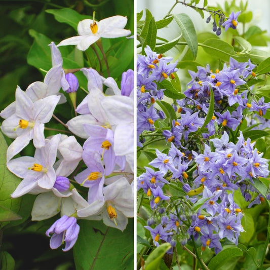  Duo Solanum Jasminoides - Faux-jasmin