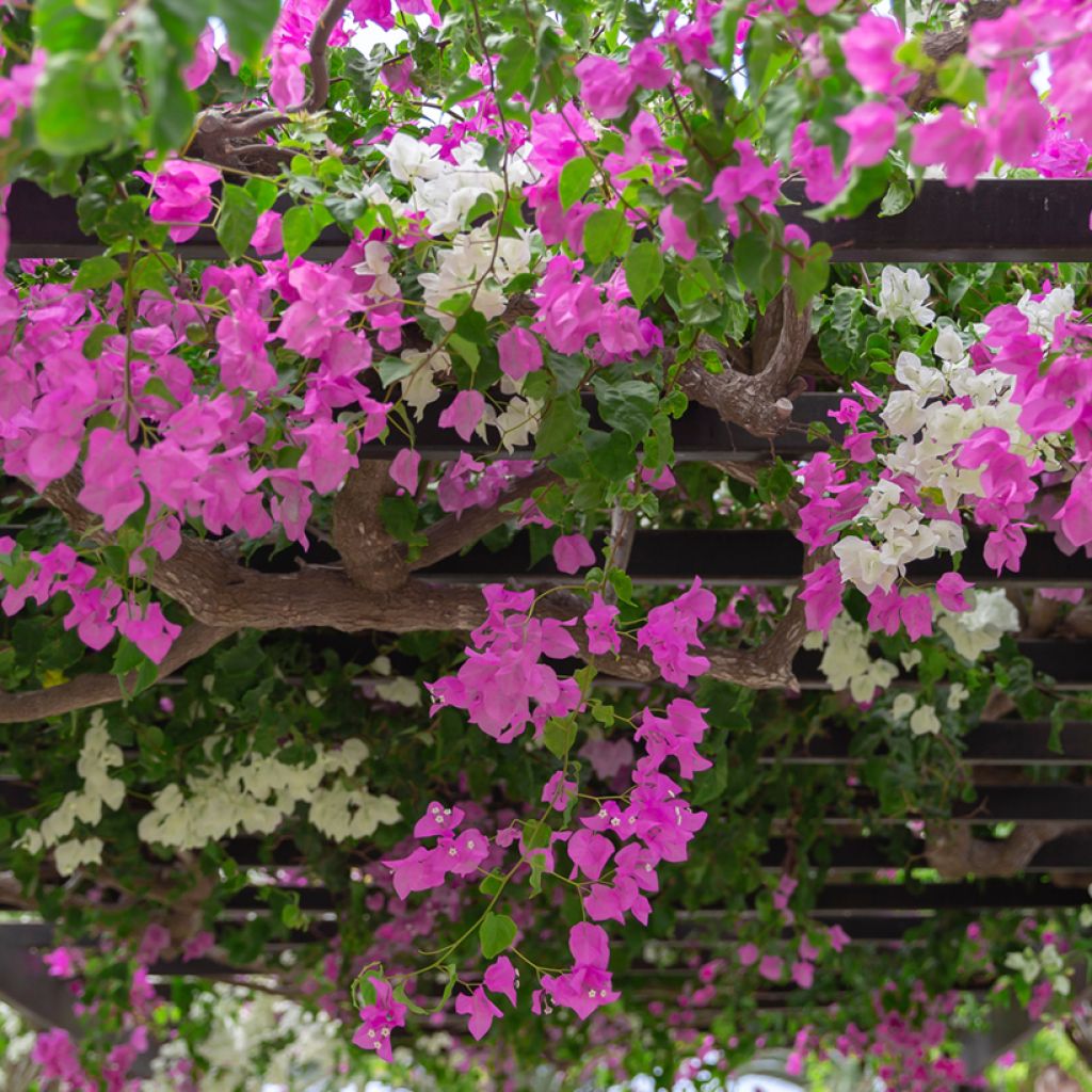  Duo Bougainvilliers
