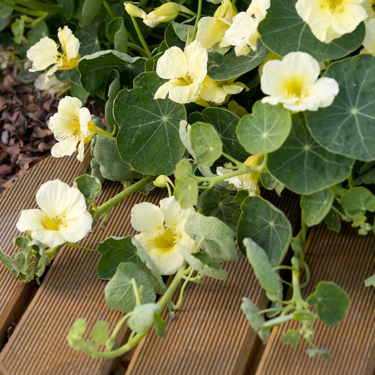  Graines De Capucine Naine Milkmaid - Tropaeolum Majus