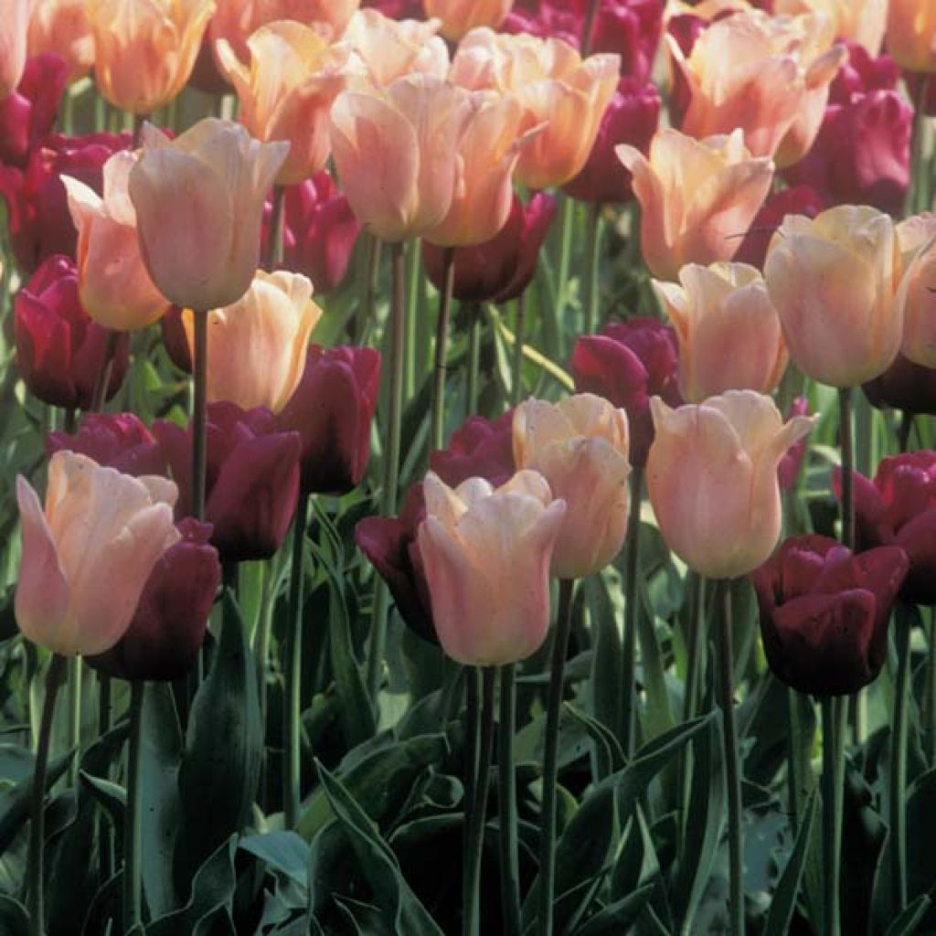  Harmonie De Tulipes Abricot Et Pourpre