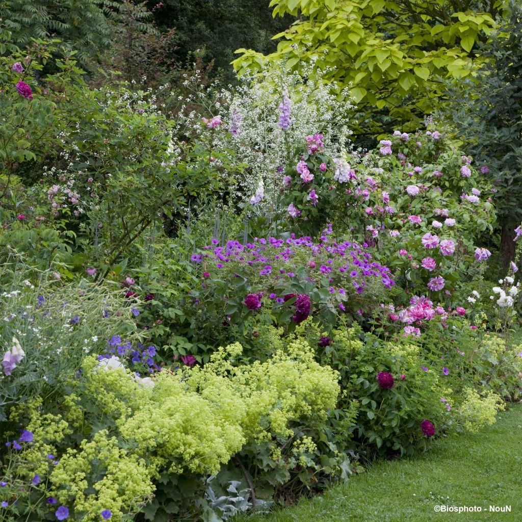  Massif Romantique Pour 3 M²