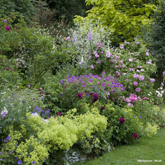  Massif Romantique Pour 3 M²