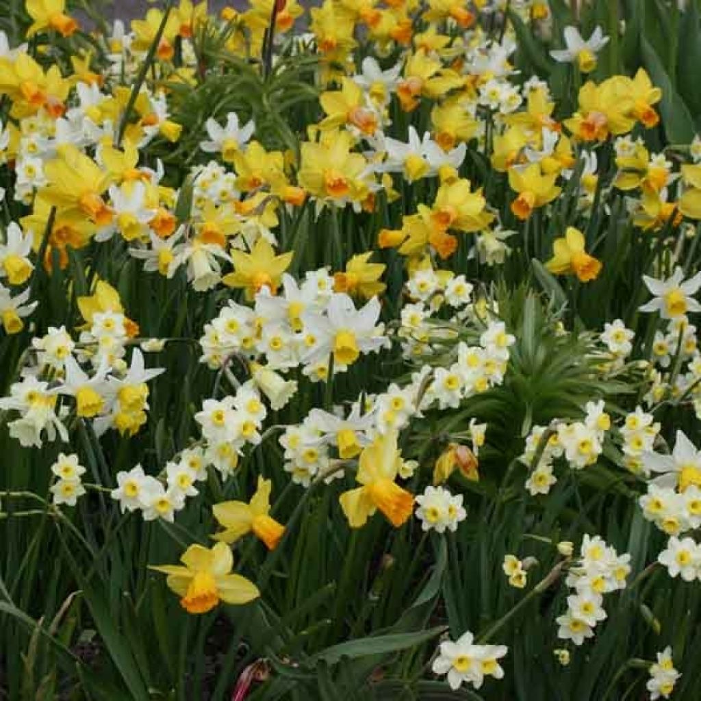  Collection De 45 Mini Narcisses