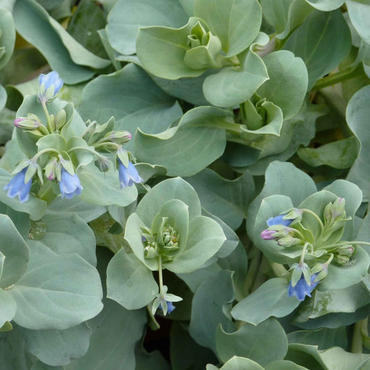  Mertensia Maritima BIO - Huître Végétale En Godet