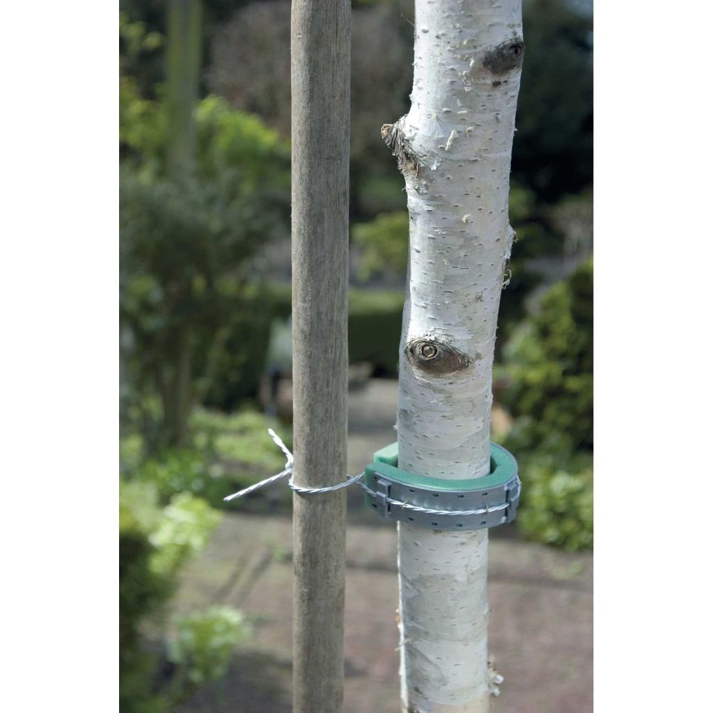  Collier Mousse Pour Jeune Arbre Mouss
