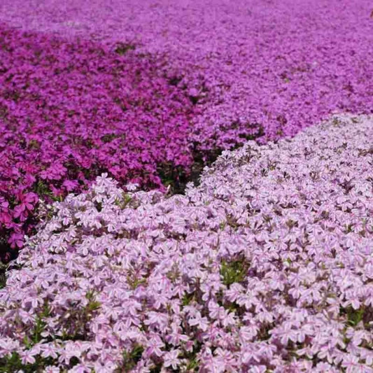  Collection Phlox Mousse