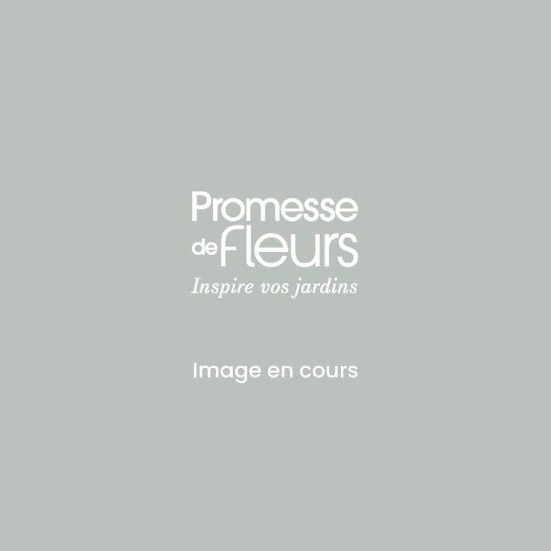  Prunier Reine Claude Dorée Ou Verte Bio