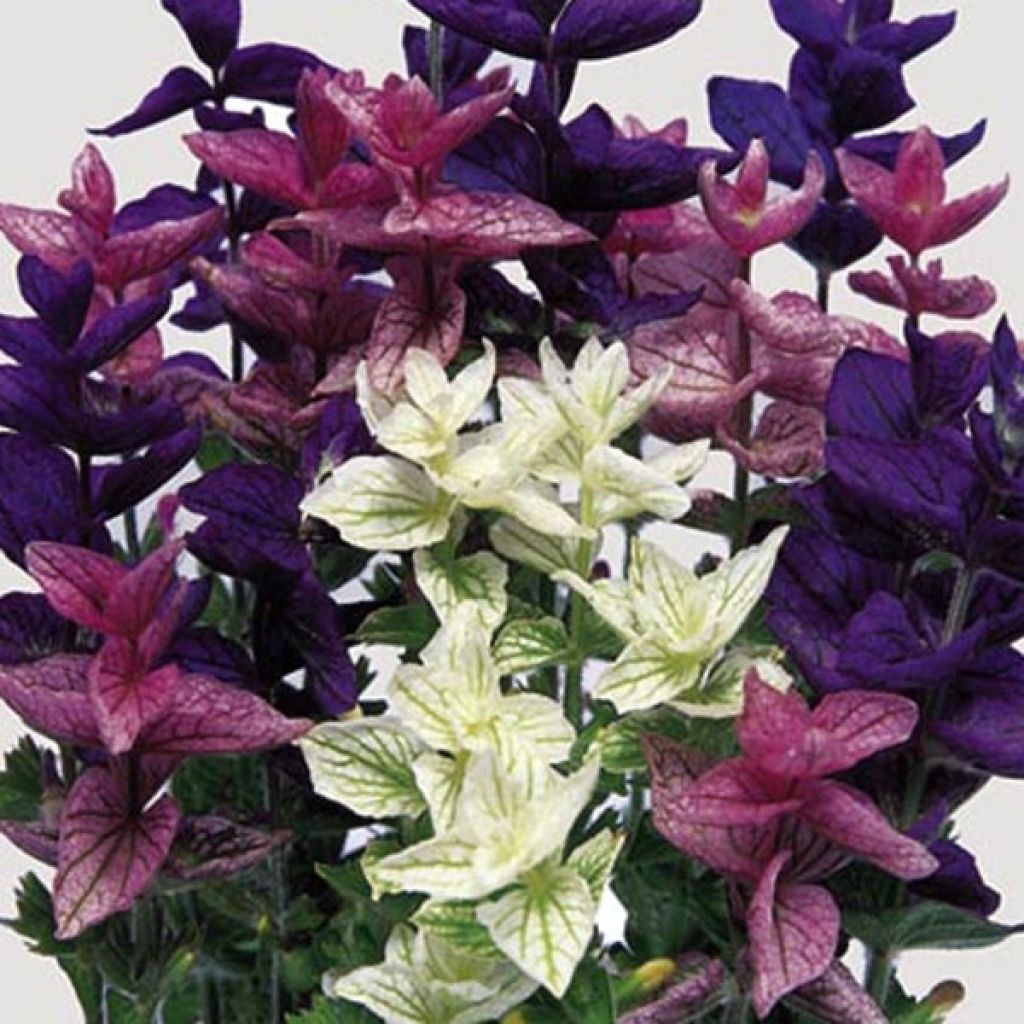  Graines De Salvia Horminum Tricolor Mix - Sauge