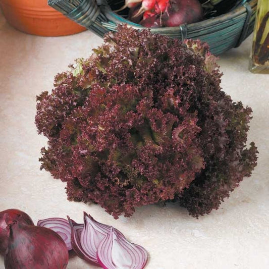  Laitue à Couper Lollo Rossa BIO