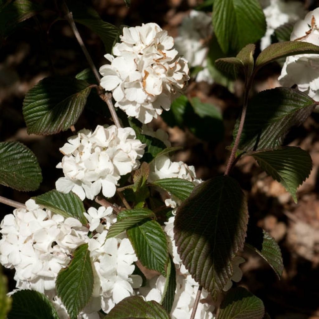  Viorne - Viburnum Plicatum Mary Milton