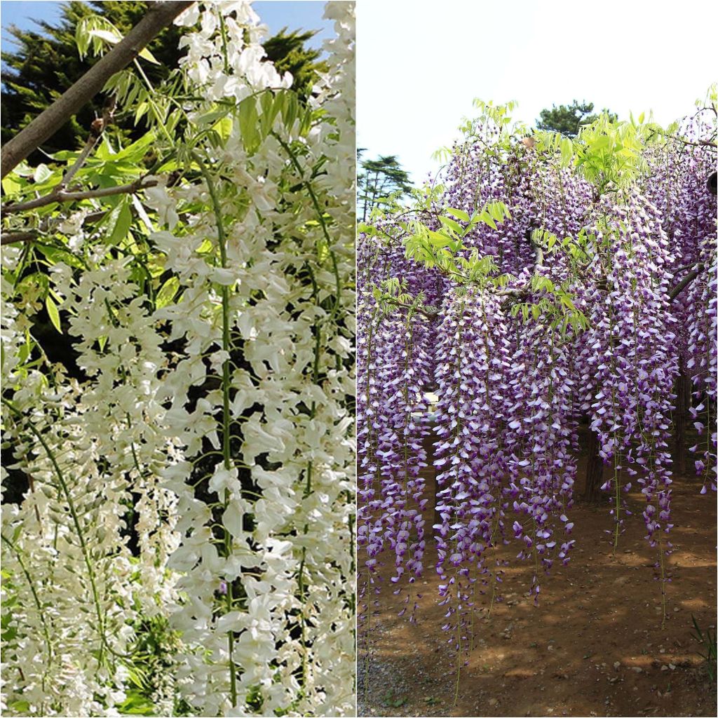  Collection 2 Glycines à Très Longues Grappes
