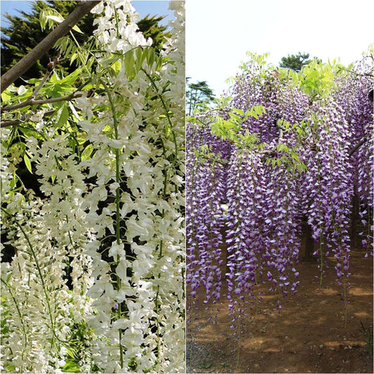 Collection 2 Glycines à Très Longues Grappes