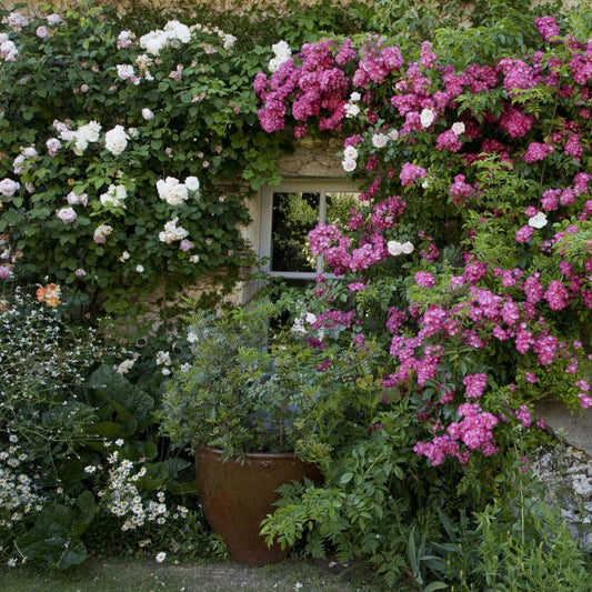  Collection 2 Rosiers Lianes Roses