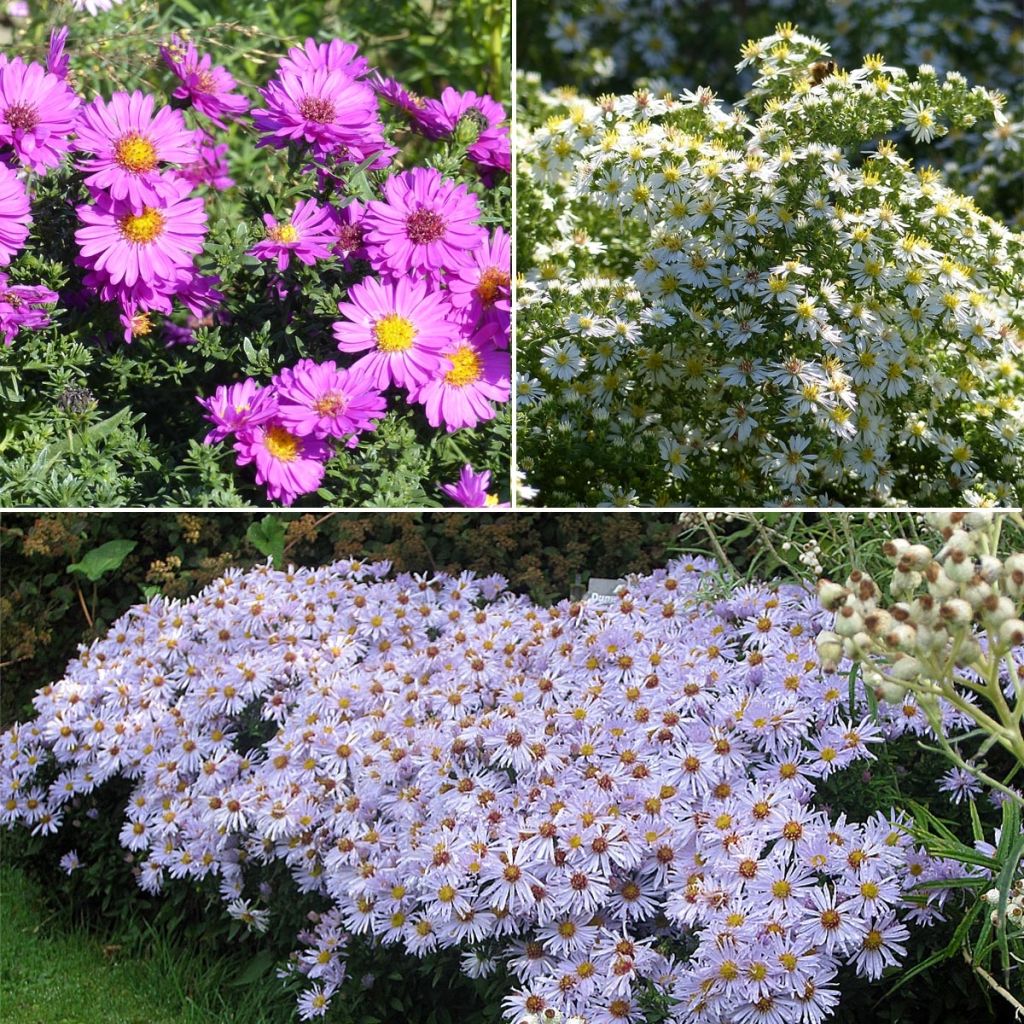  Collection 3 Asters Nains