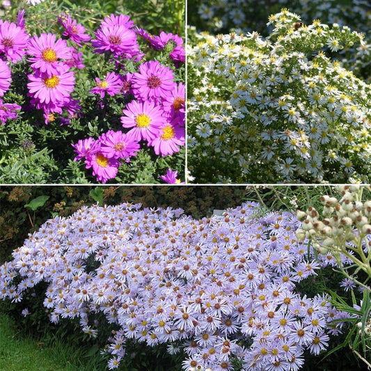  Collection 3 Asters Nains