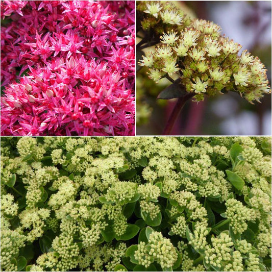  Collection 3 Sedums Florifères