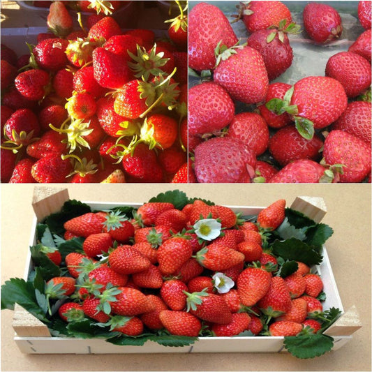 Collection 9 Fraisiers Bio Remontants