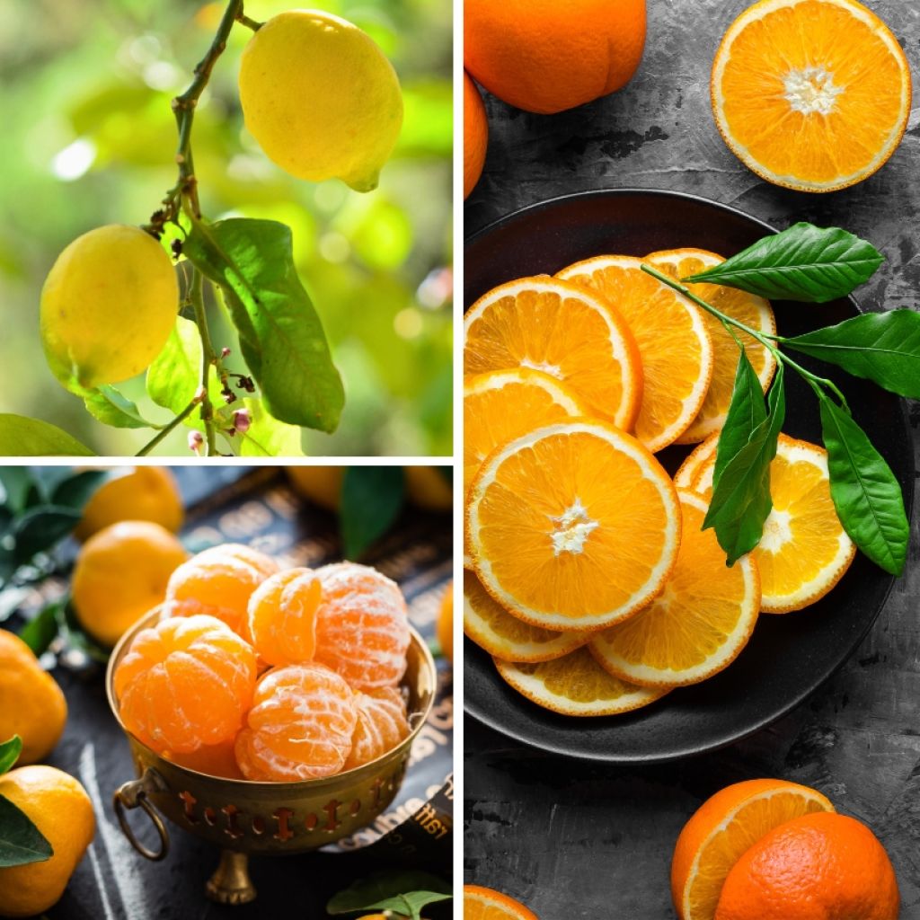  Collection Agrumes Indispensables
