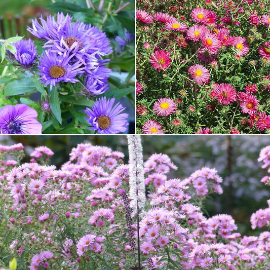  Collection 3 Asters Novae-angliae - Grands Asters D'automne
