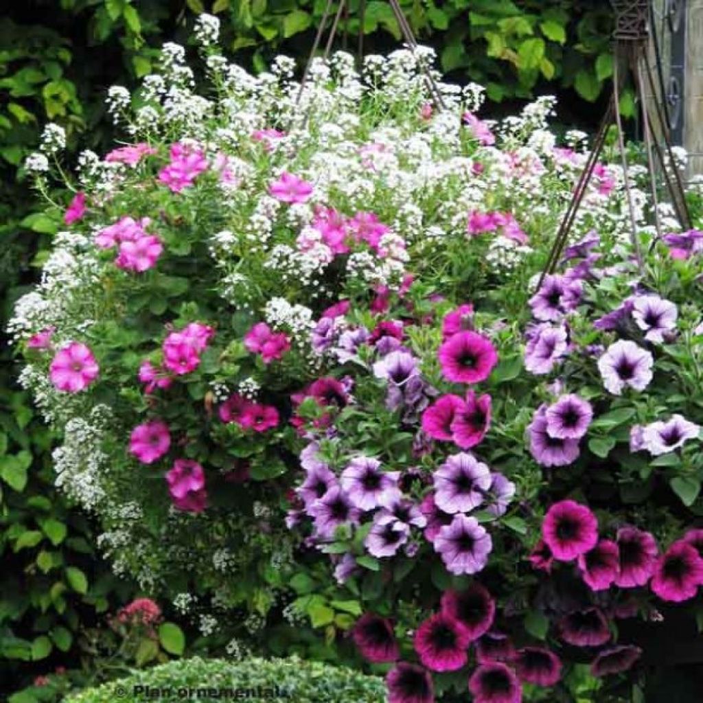  Collection Berry Cascade
