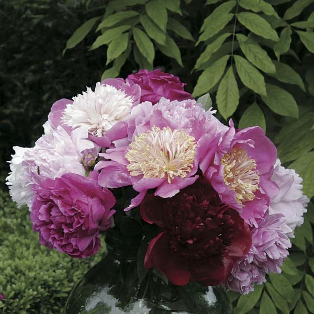  Collection Bouquet De Pivoines