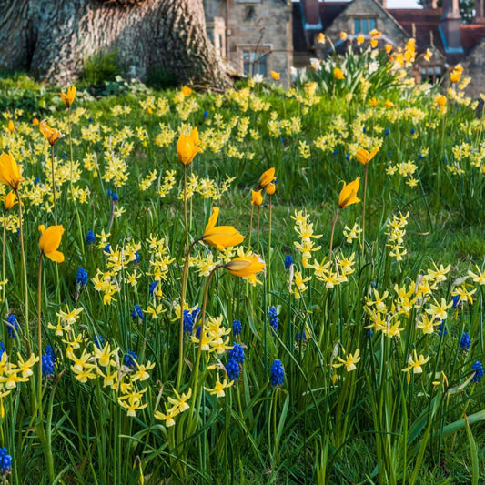  Collection Bulbes à Naturaliser Jaune/bleu