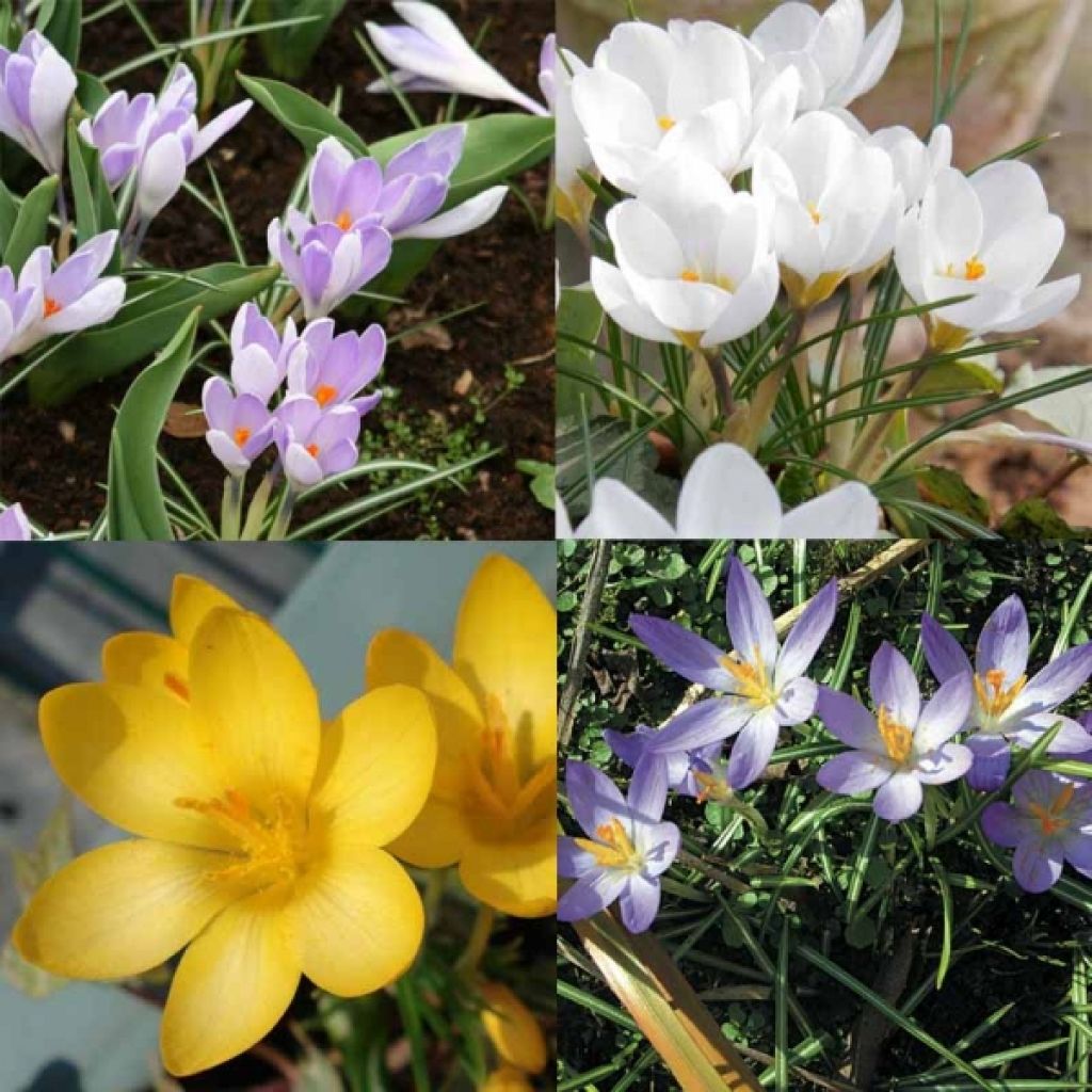  Collection Crocus Botaniques
