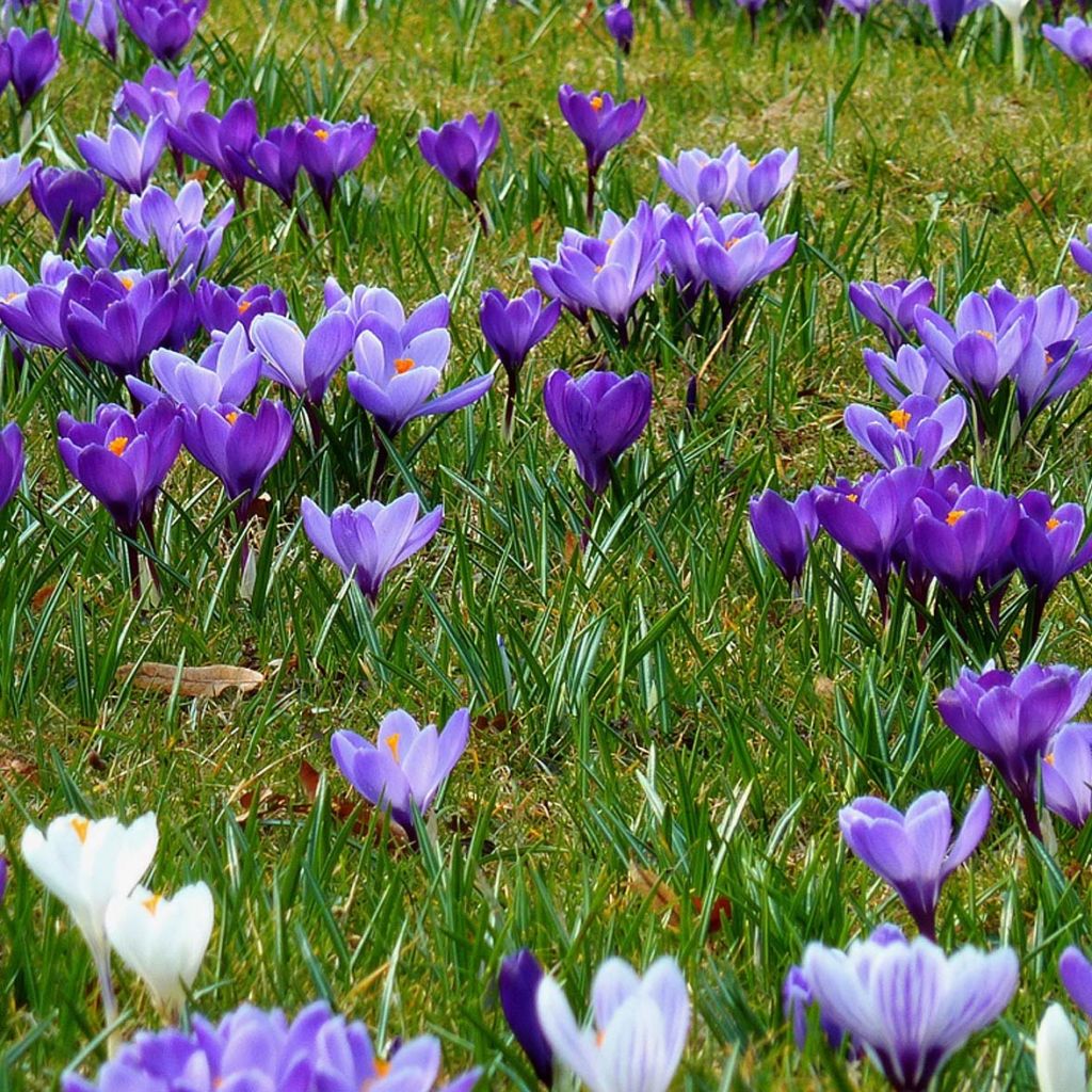  Collection Crocus En Herbe